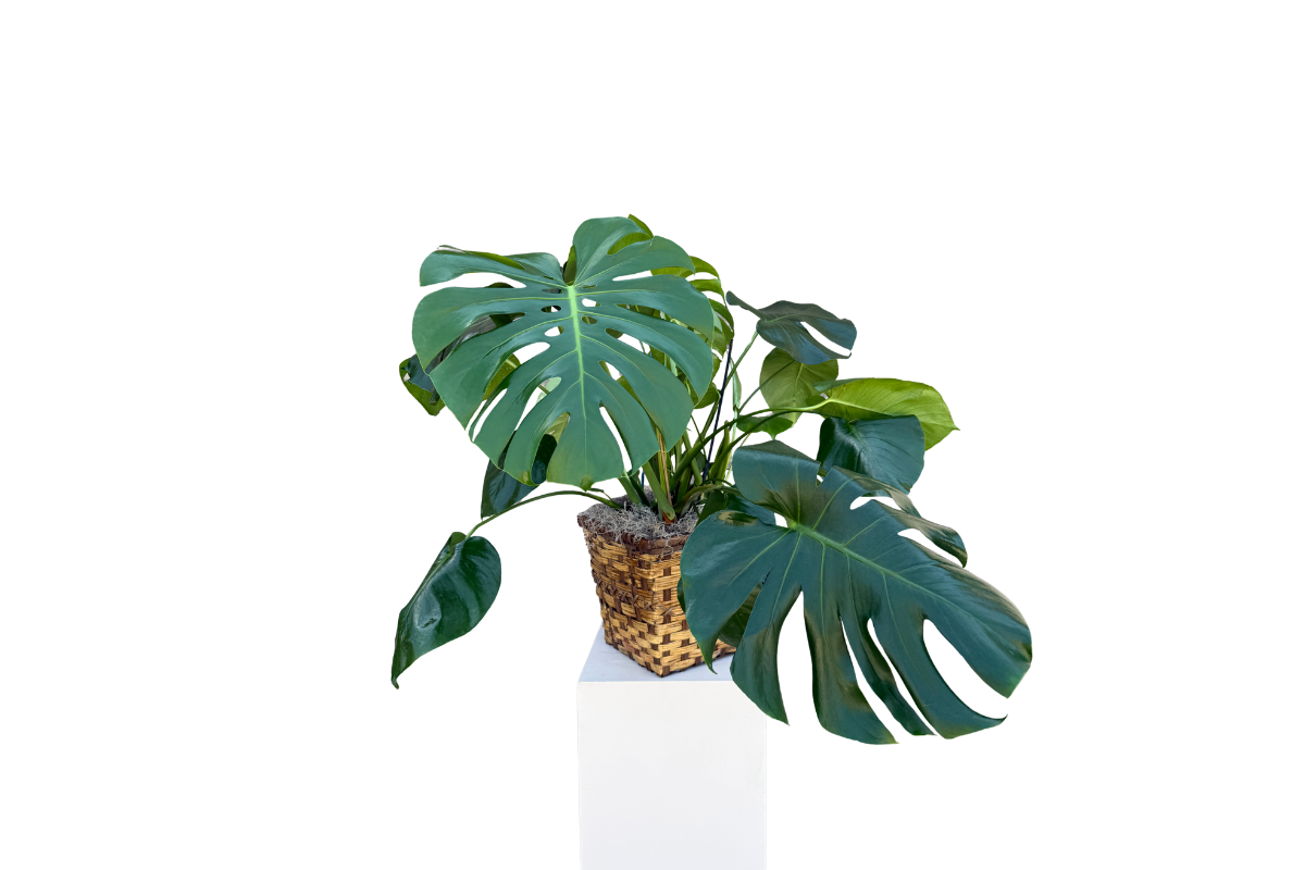 10" Philodendron Monstera Split Leaf