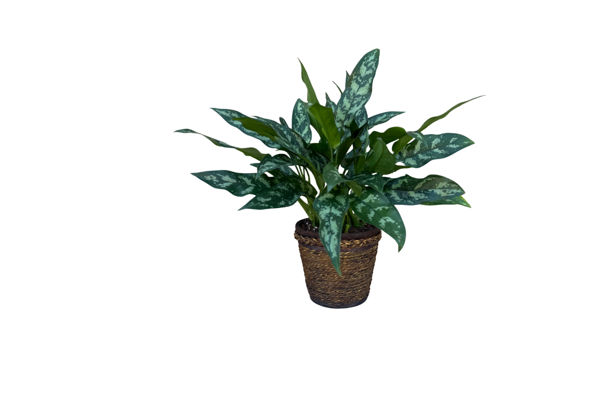 Aglaonema Tigress, 8