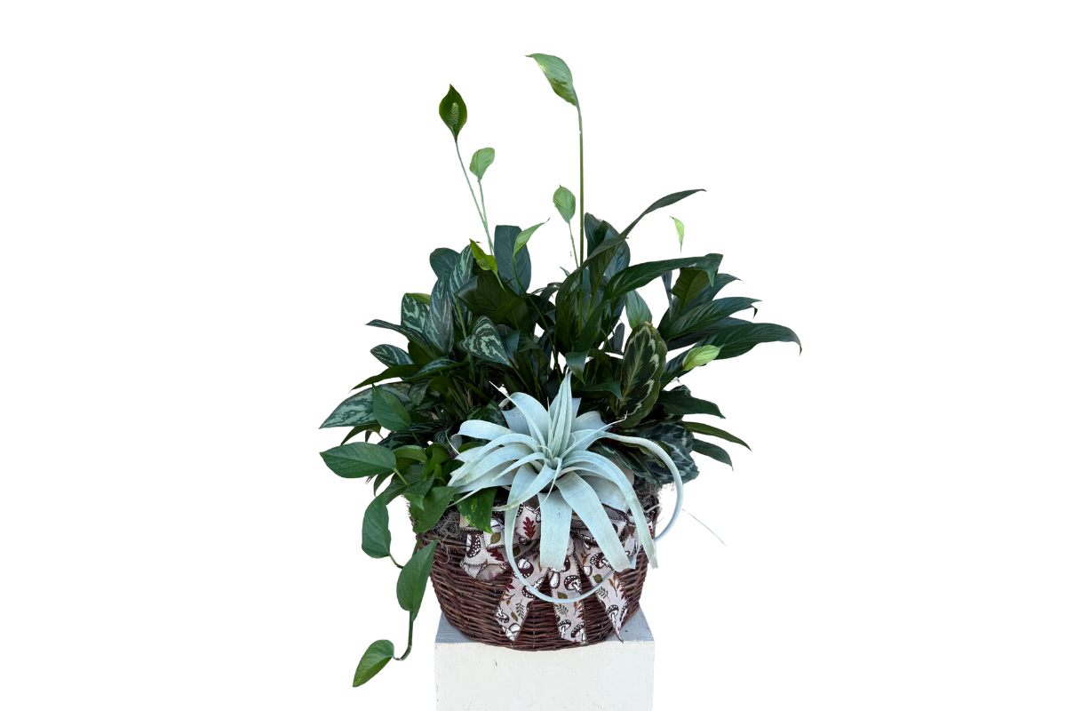 Airy Garden Plant Basket