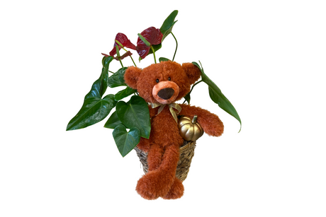 Anthurium Plant Denton Florist, TX