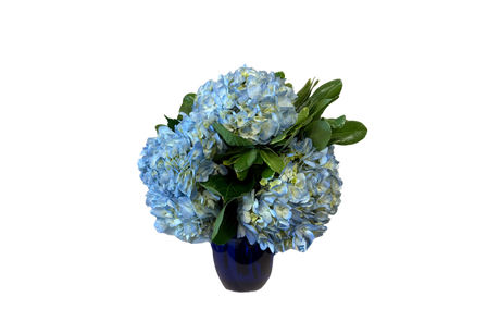 Blue Hydrangeas Denton Florist Blue Hydrangeas