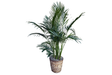 Cat Palm Plant Denton Florist