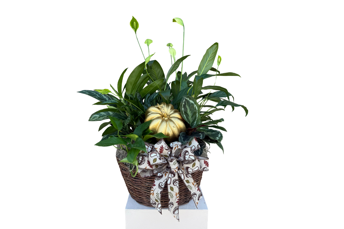 Pumpkin Garden Basket Denton Florist