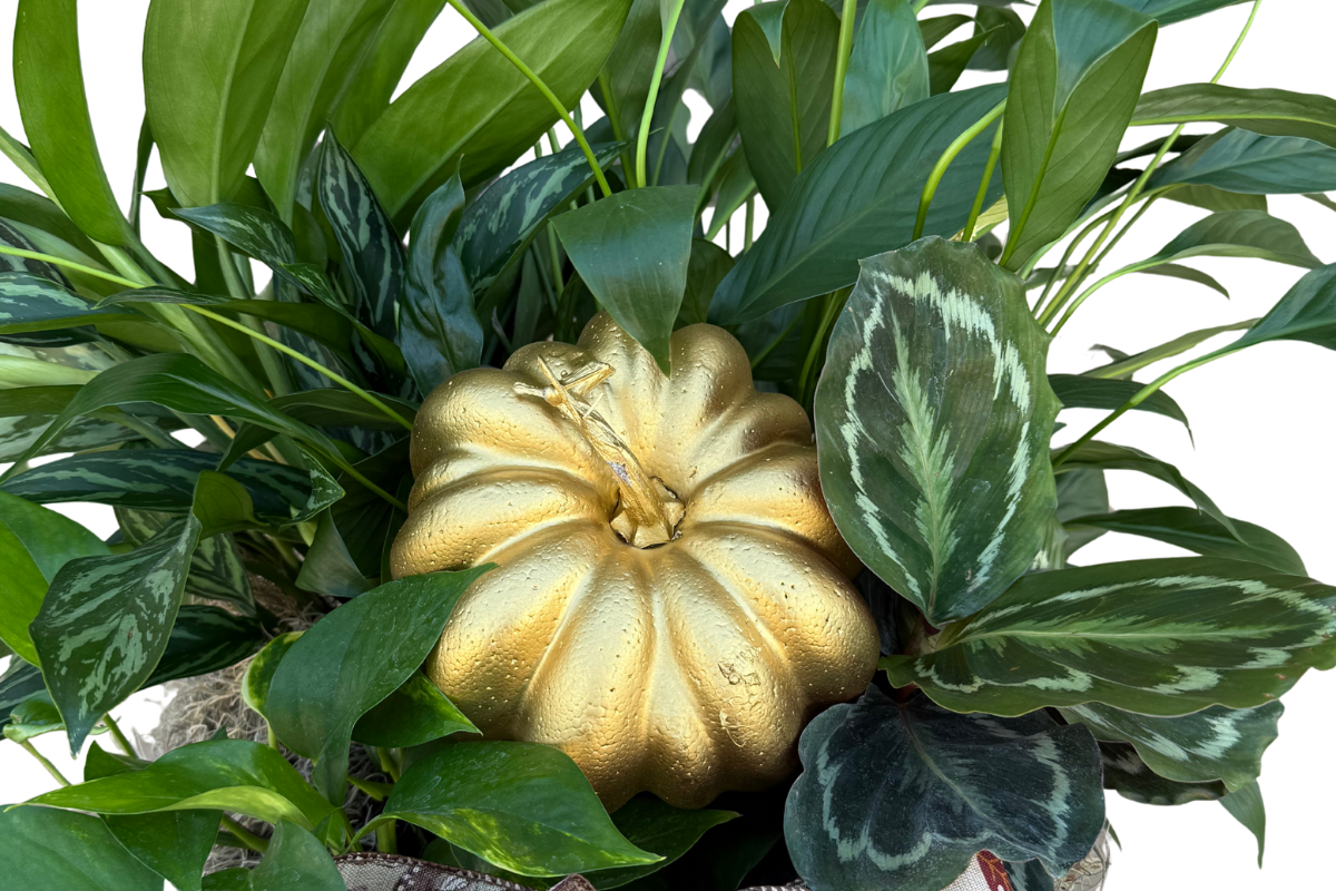 Pumpkin Plant Basket Denton Florist