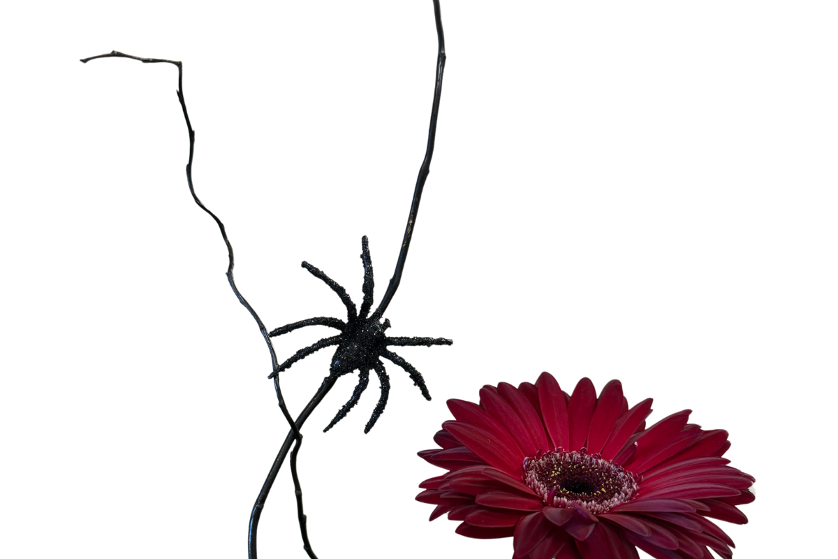 Spider Flower Arrangement Denton Florist