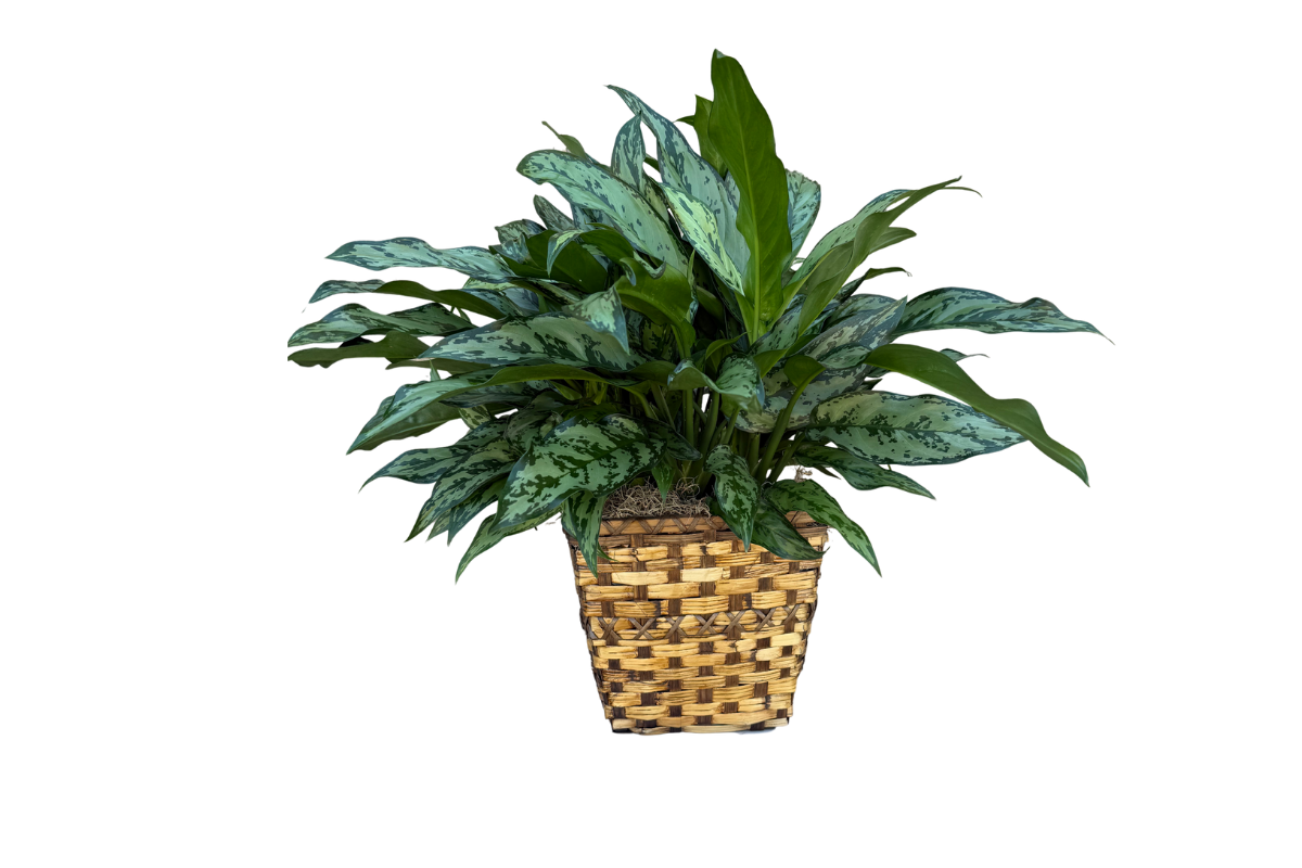 Emerald Bay Aglaonmea HousePlant Denton Florist