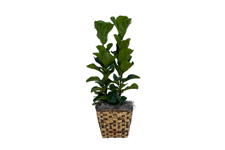 Ficus Lyrata Bush Potted Plant Denton Florist