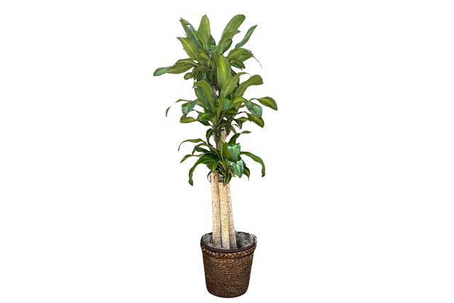 Mass Cane Potted Houseplant Denton Florist TX