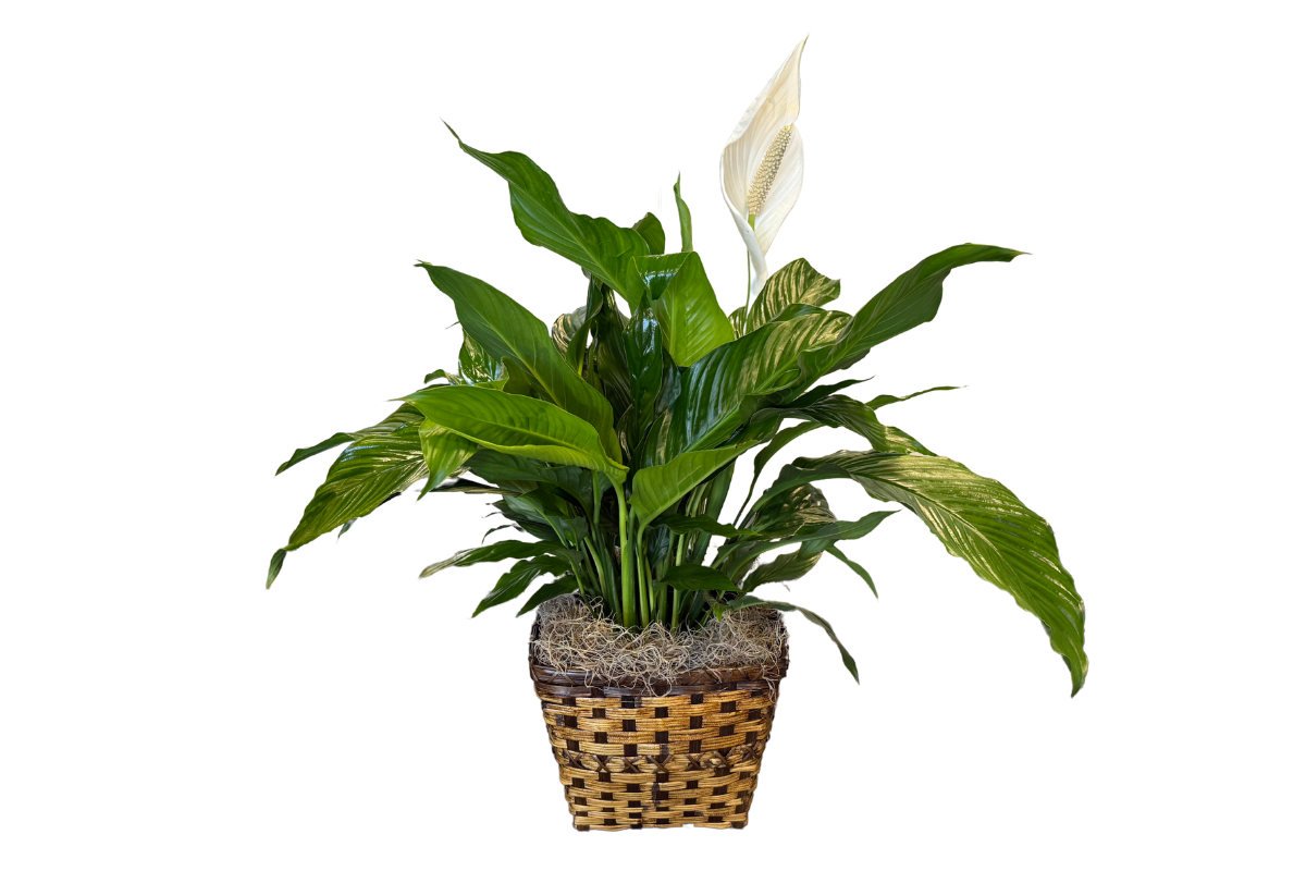 Peace Lily, Denton TX