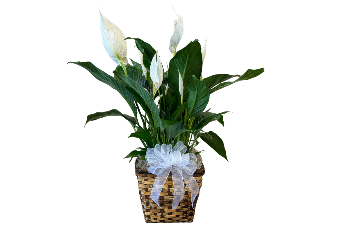 Peace Lily Plant Denton Florist Texas