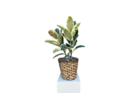 Denton Florist Rubber Tree Plant
