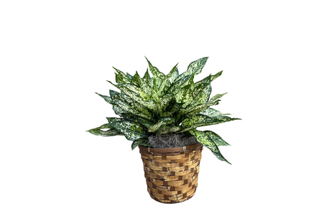 Spring Snow Aglaonema Potted Plant Denton Florist