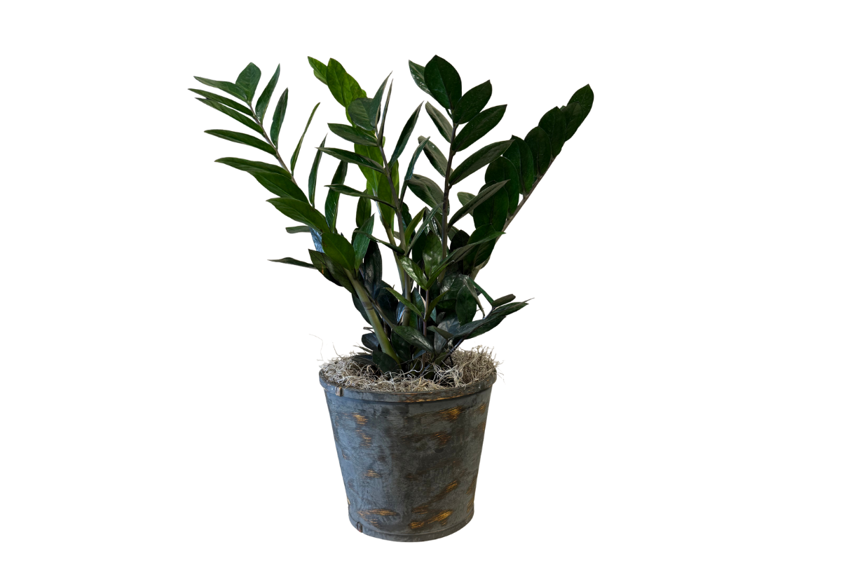 ZZ Plant, 8" Pot
