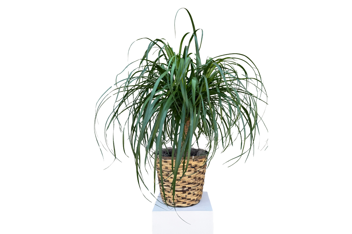 Ponytail Palm, 10" Pot