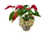 Sympathy plant basket denton florist