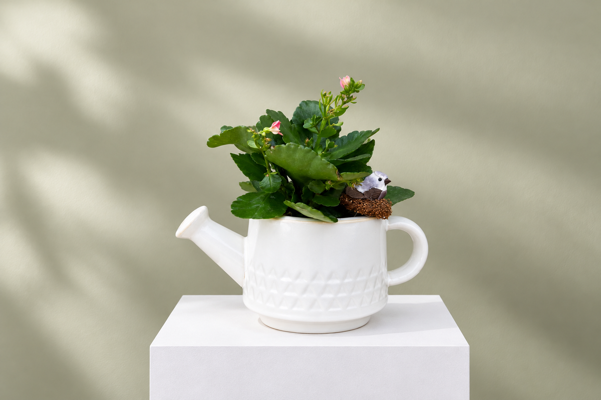 Ceramic Watering Can and Plant at Denton Florist