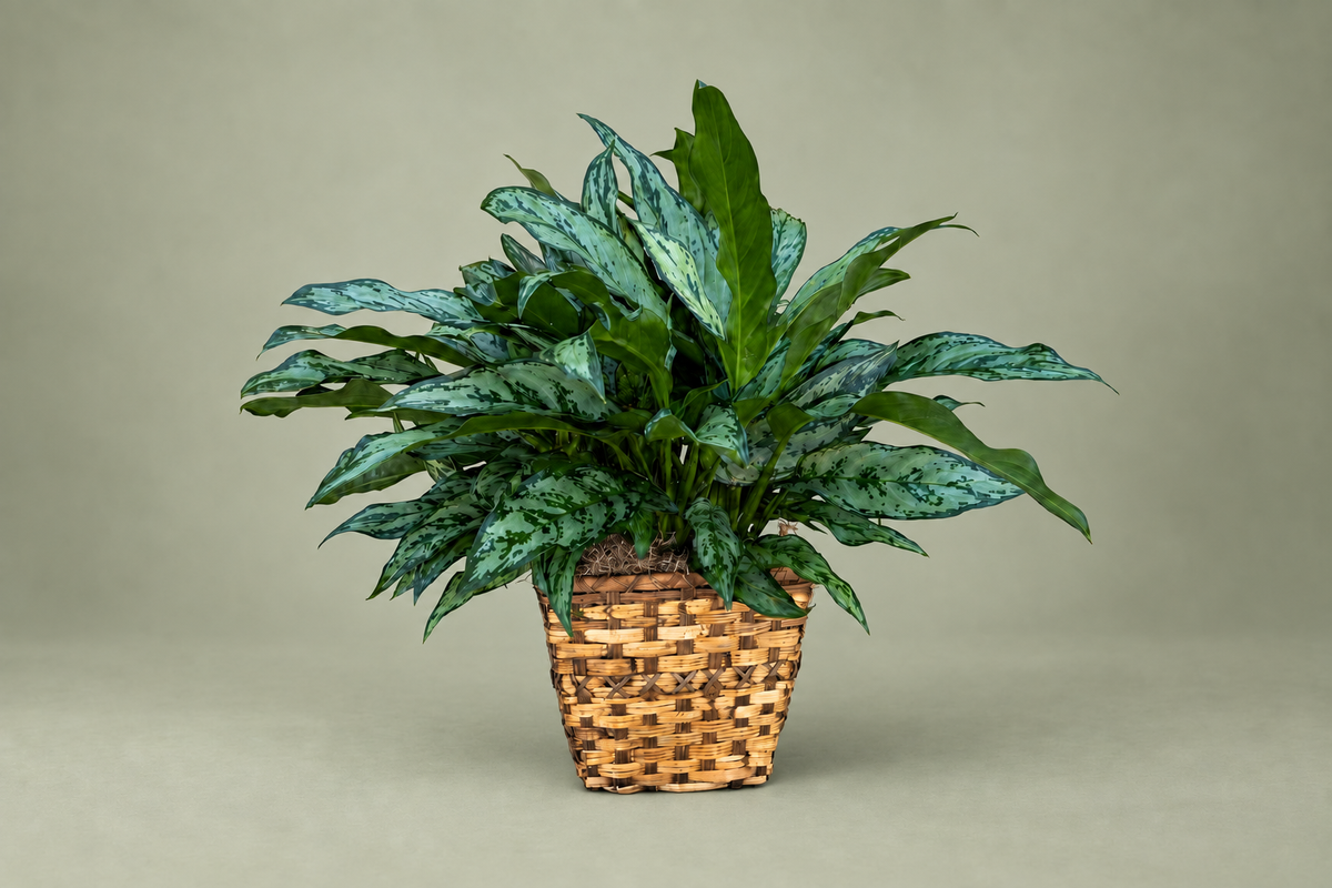 Denton Texas Aglaonema Houseplant