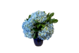 Blue Hydrangeas Denton Florist Blue Hydrangeas