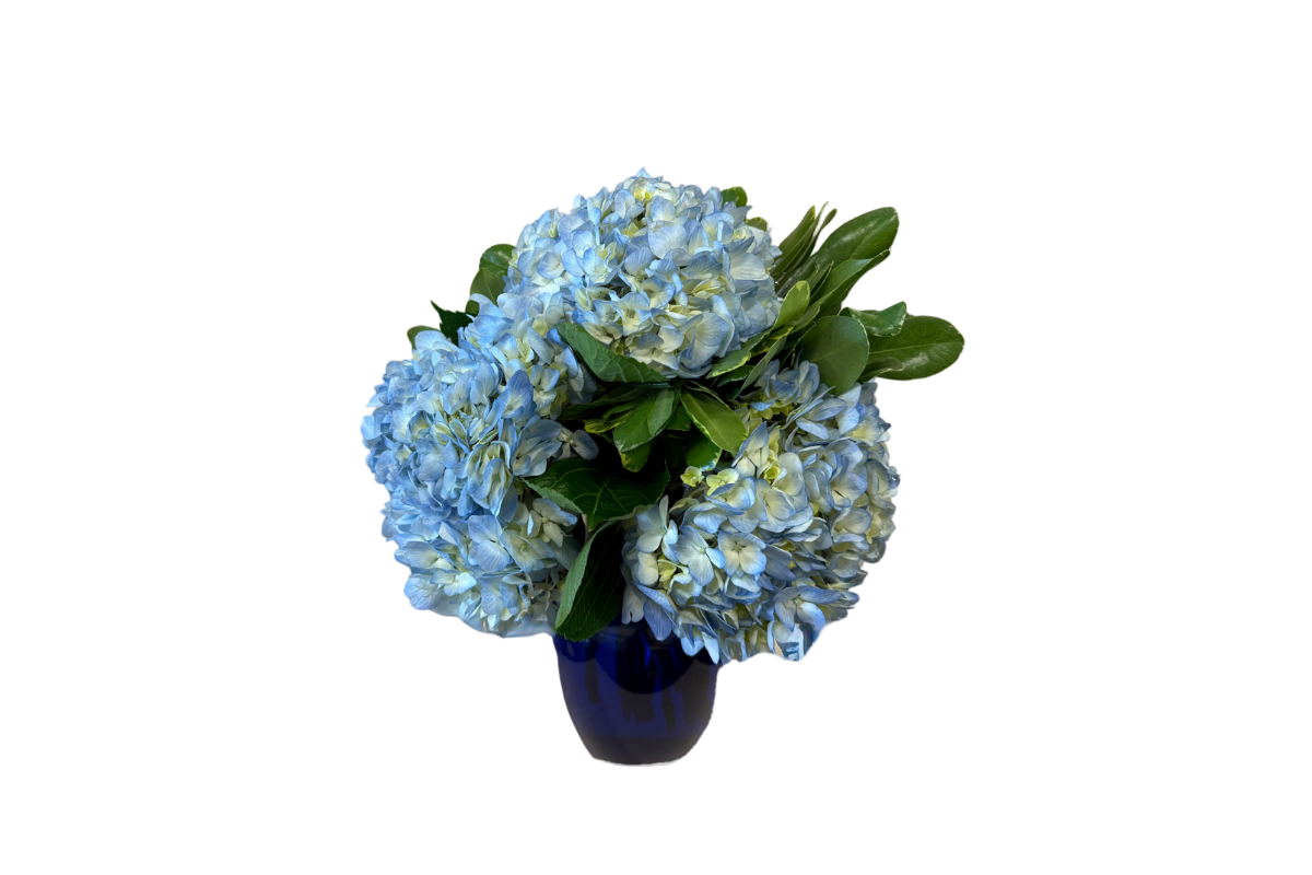 Blue Hydrangeas Denton Florist Blue Hydrangeas