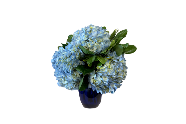 Blue Hydrangeas Denton Florist Blue Hydrangeas