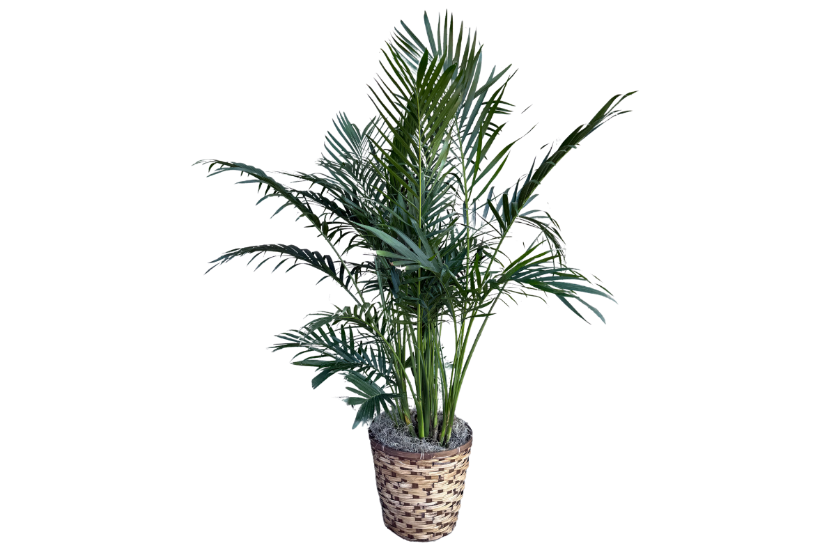 Cat Palm Plant Denton Florist 