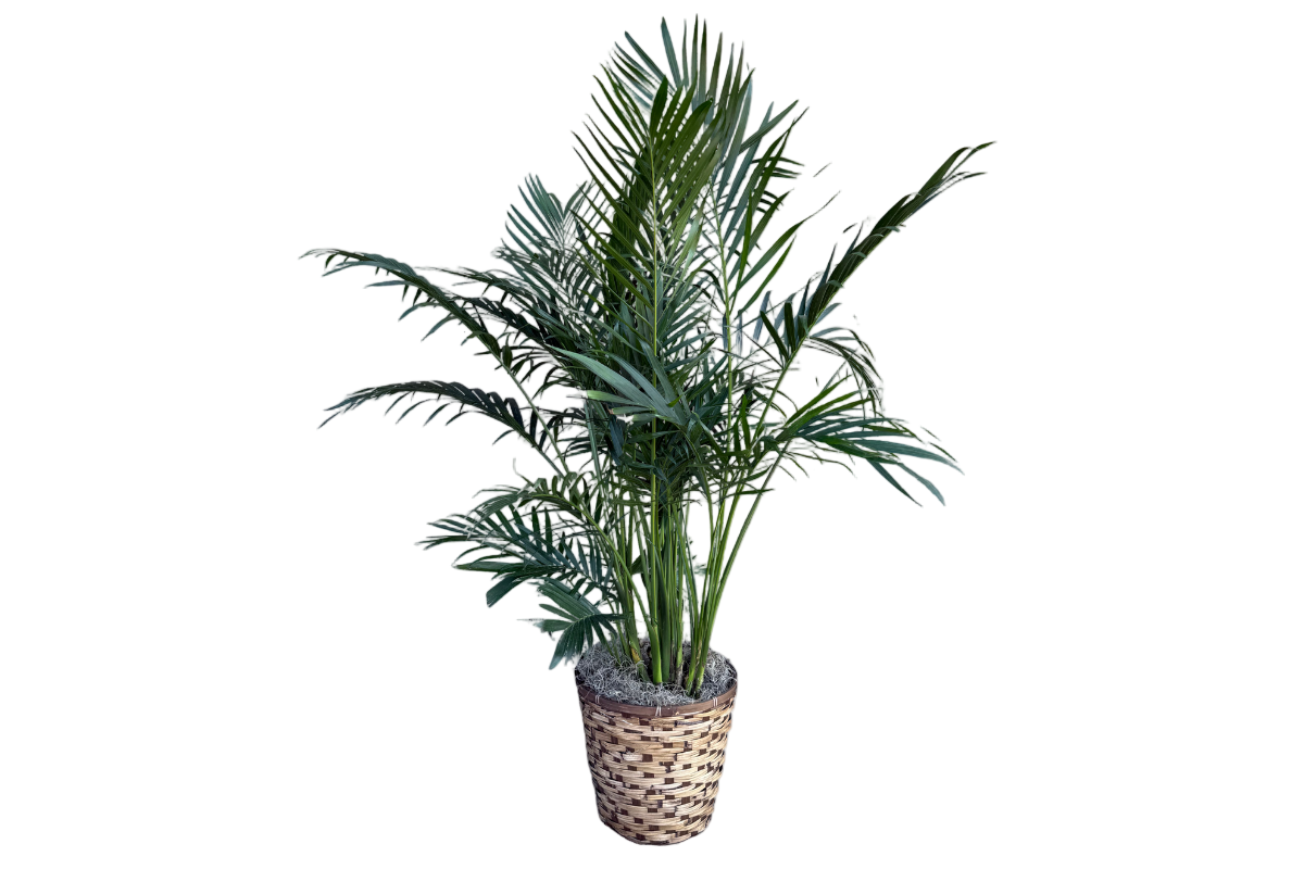 Cat Palm Plant Denton Florist 