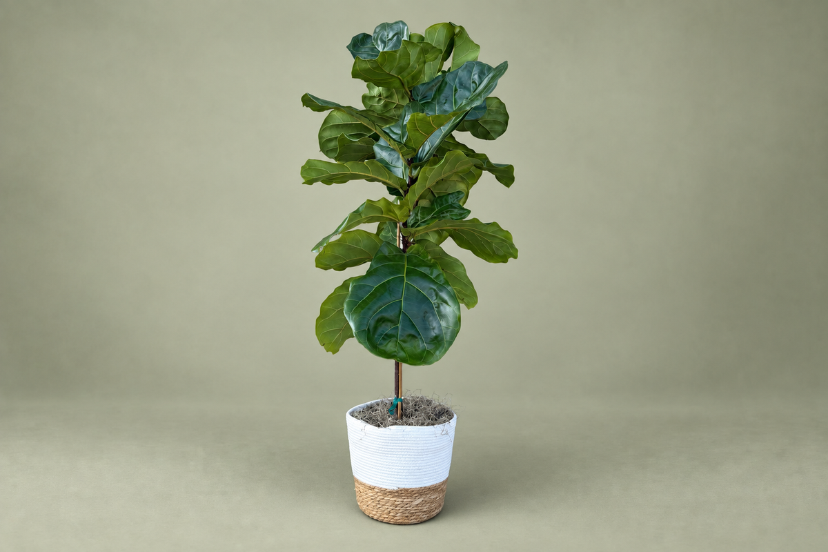 Denton Texas Ficus Lyrata Plant