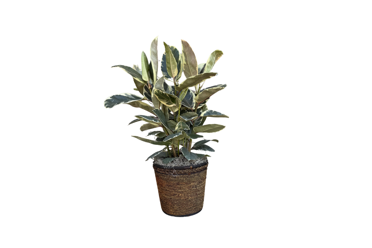 rubber tree plant at Denton Florist