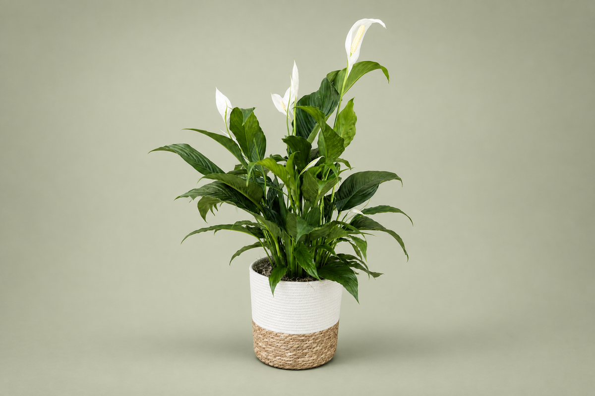 Denton Texas Peace Lily