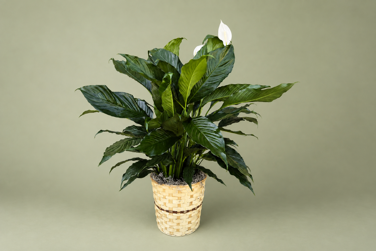 Denton Texas Peace Lily Plant