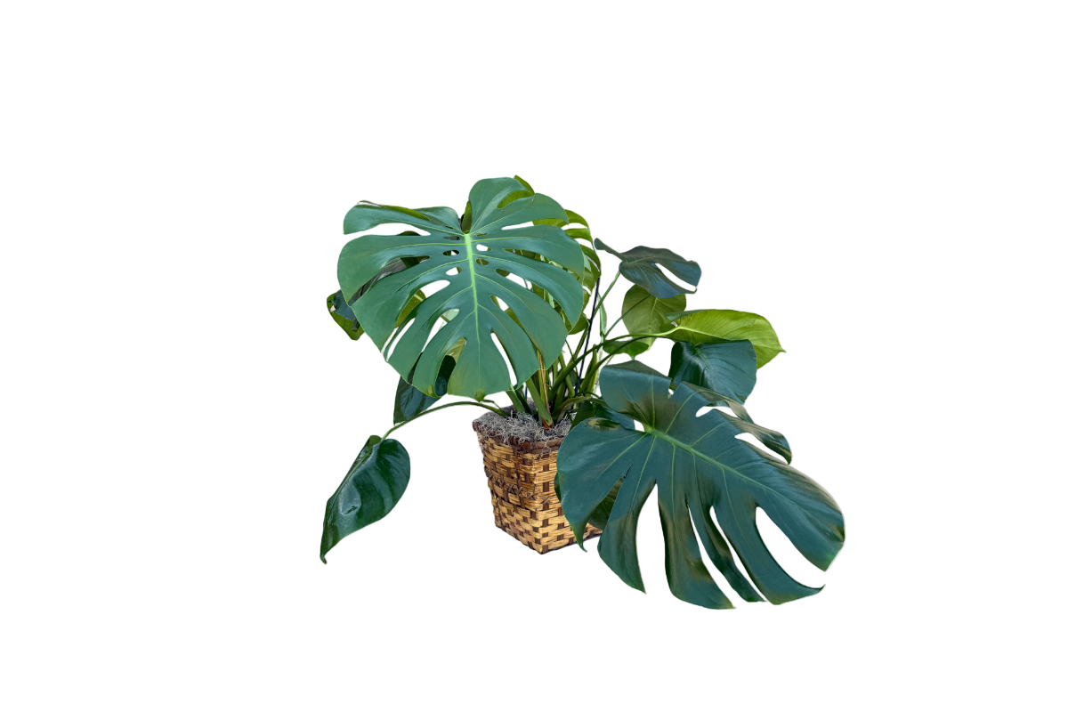 are monstera and split leaf philodendron the same 10" Philodendron Monstera Split Leaf – Denton Florist