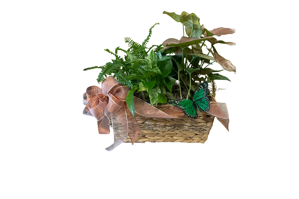 Sympathy plant basket denton florist