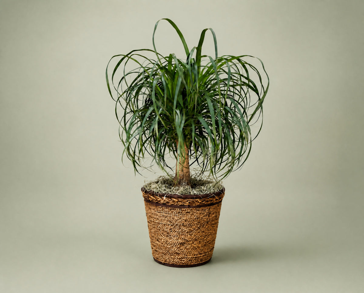Denton Texas Ponytail Palm