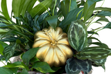 Pumpkin Plant Basket Denton Florist 