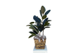 Rubber Tree Denton Florist