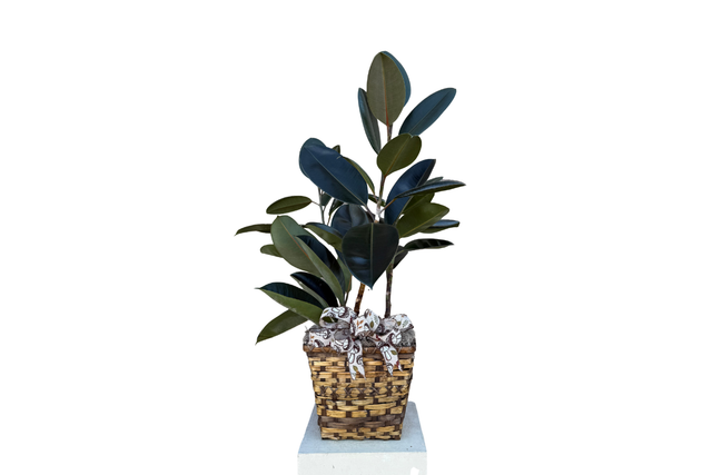 Rubber Tree Denton Florist