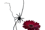 Spider Flower Arrangement Denton Florist
