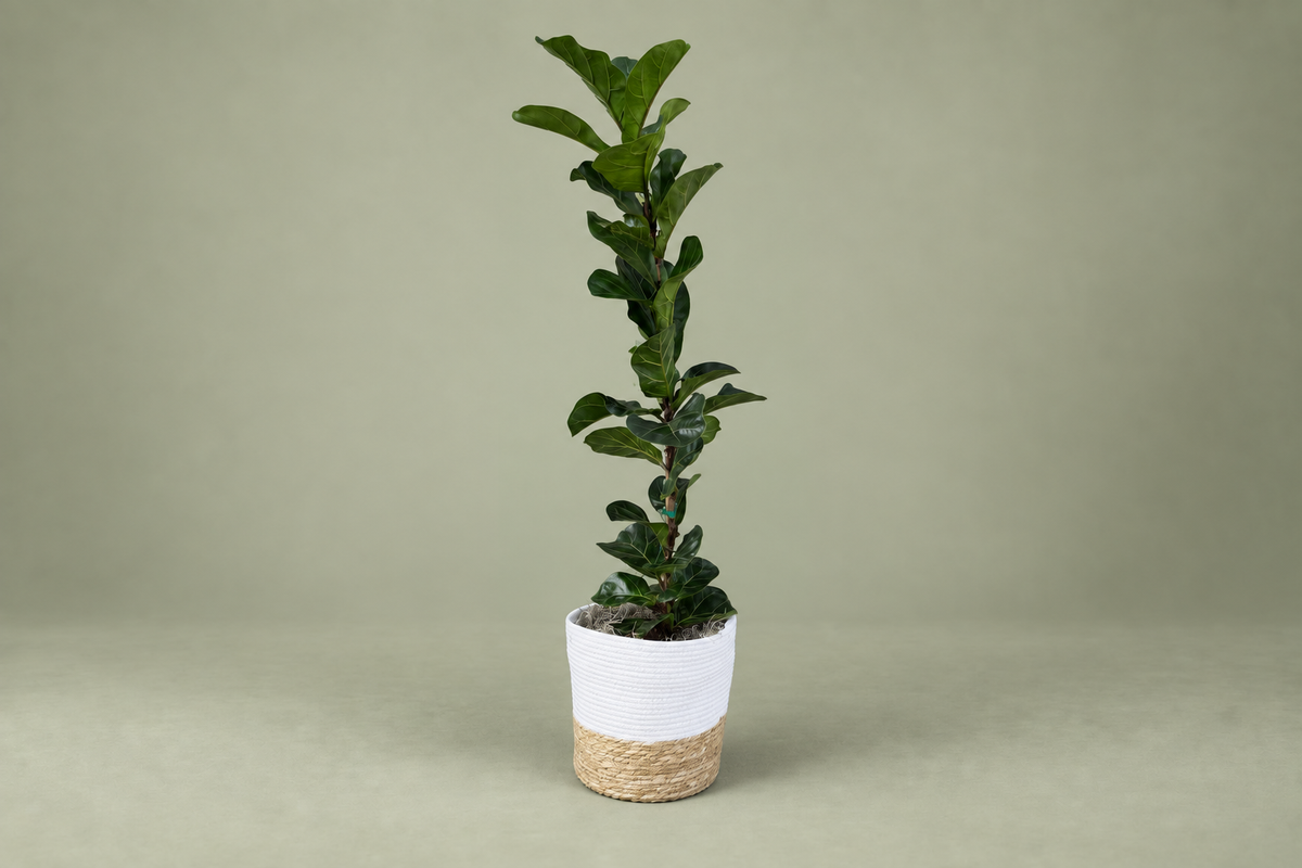 Florist Ficus Lyrata Plant Denton Texas