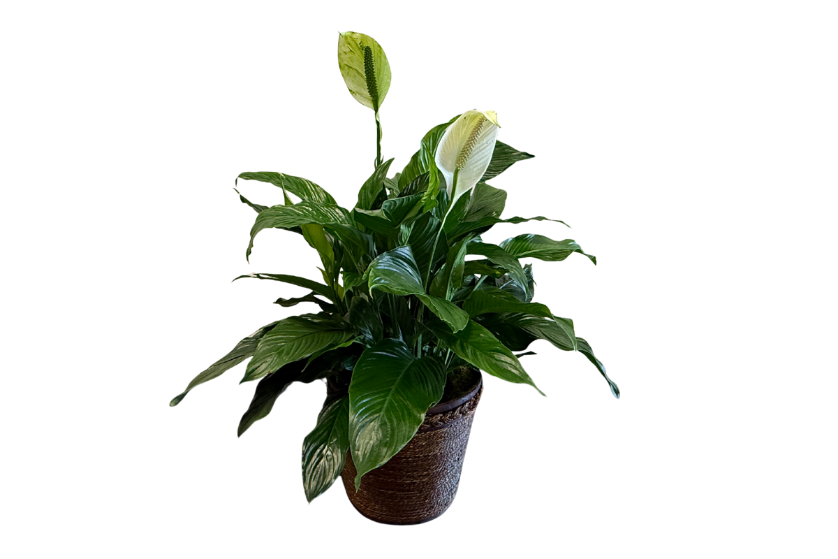 Giant Peace Lily Denton Florist Texas