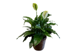 Giant Peace Lily Denton Florist Texas