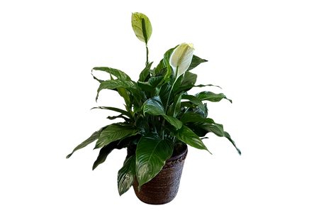 Giant Peace Lily Denton Florist Texas