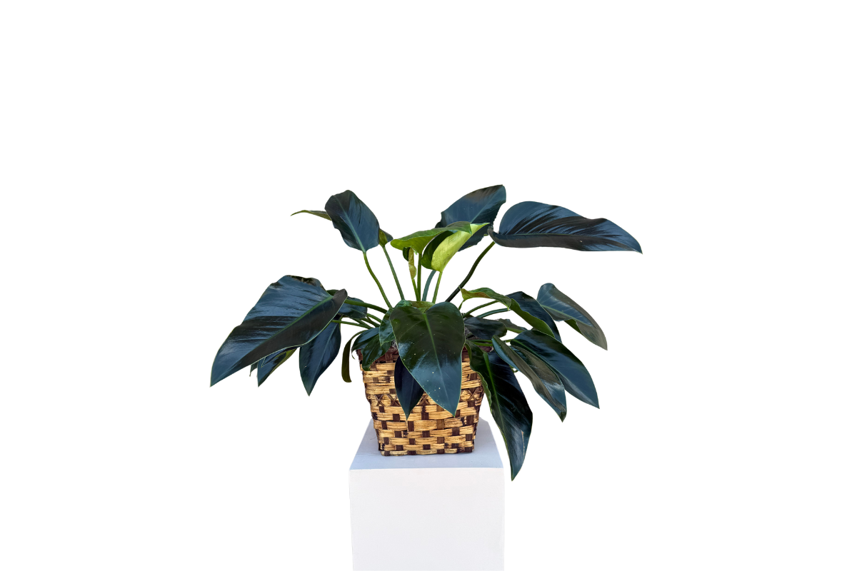 Green Congo Philodendron Potted Plant Denton Florist