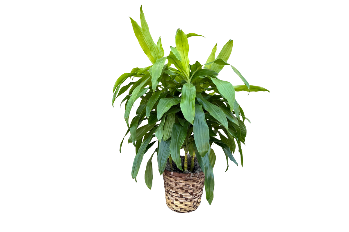 dracaena png Janet Craig Dracaena, 10" Pot – Denton Florist