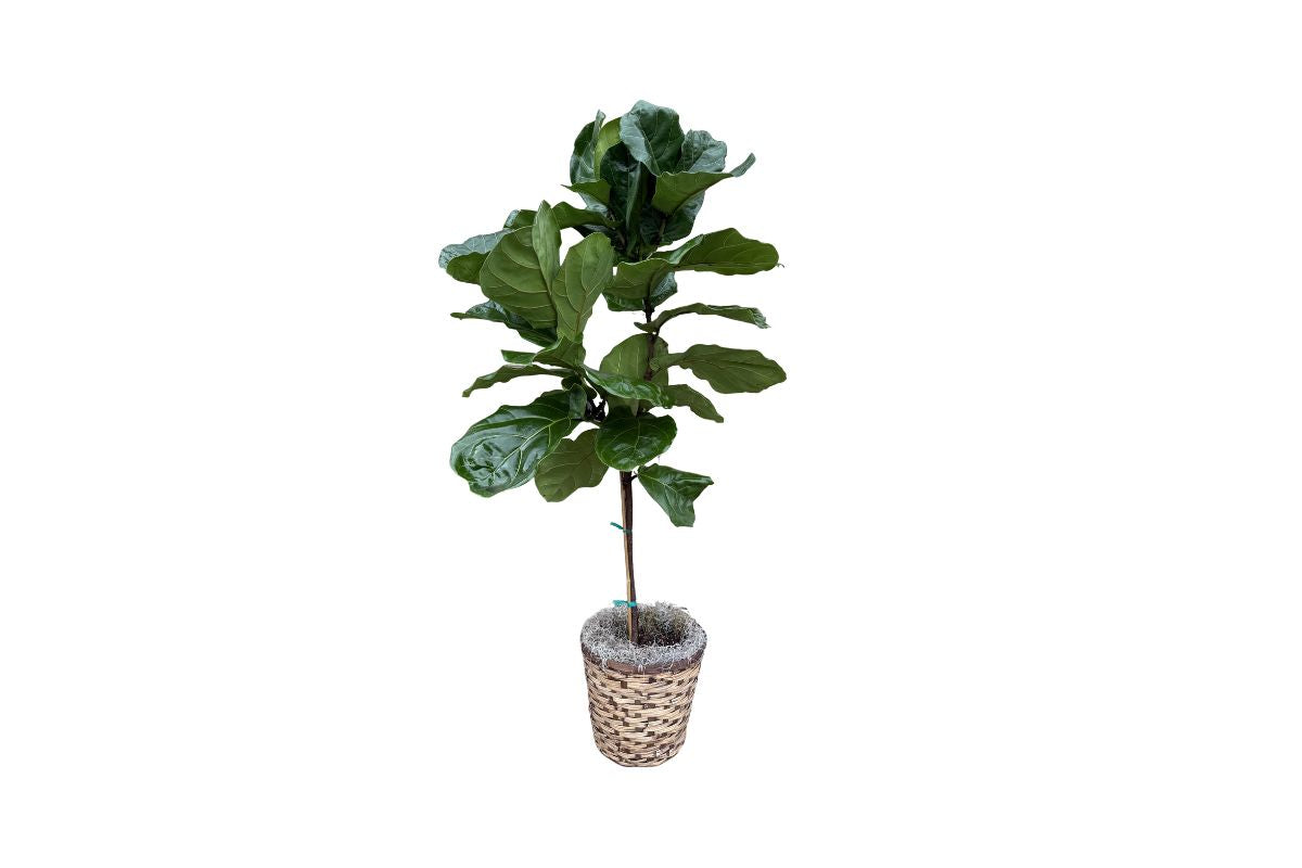Large Ficus Lyrata House plant Denton Texas