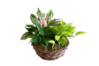 Leaf It To Me Garden Basket Denton Florist
