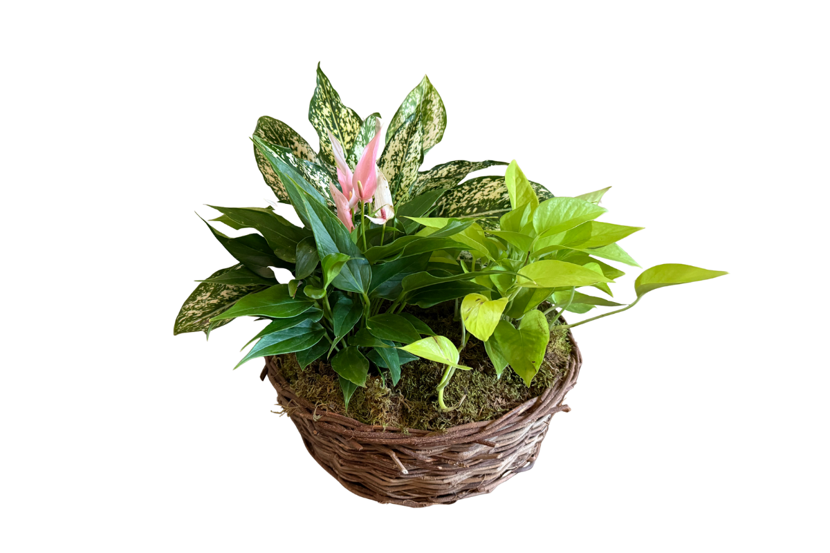 Leaf It To Me Garden Basket Denton Florist