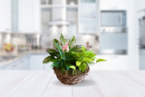 Palnt-Basket-Denton-Florist