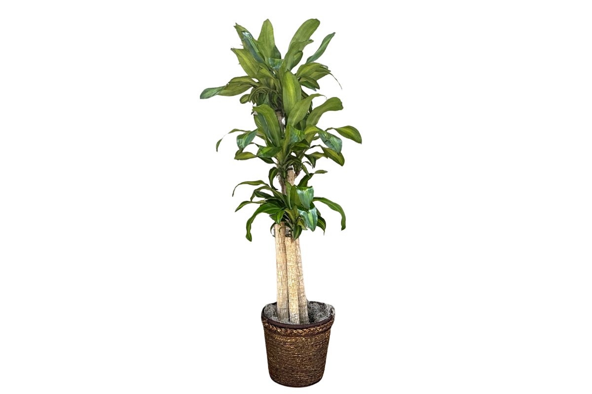 Tall Mass Cane Houseplant