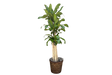 Mass Cane Potted Houseplant Denton Florist TX