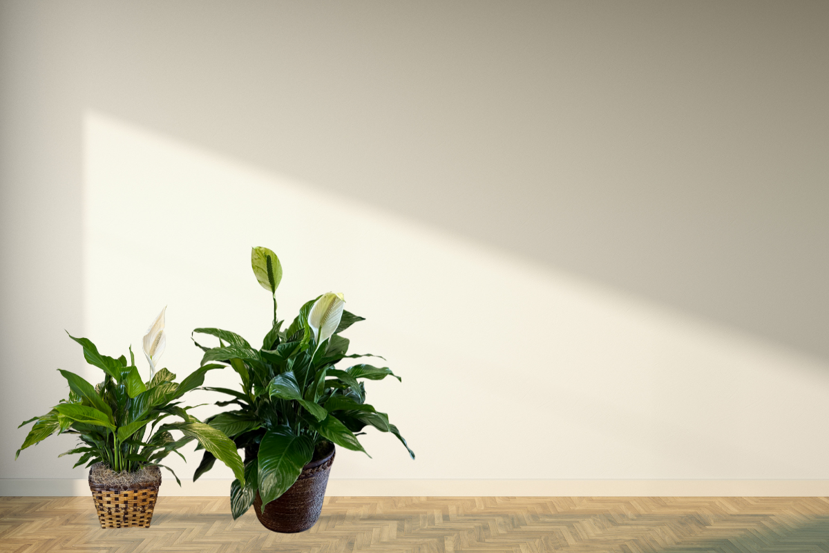 Peace Lily